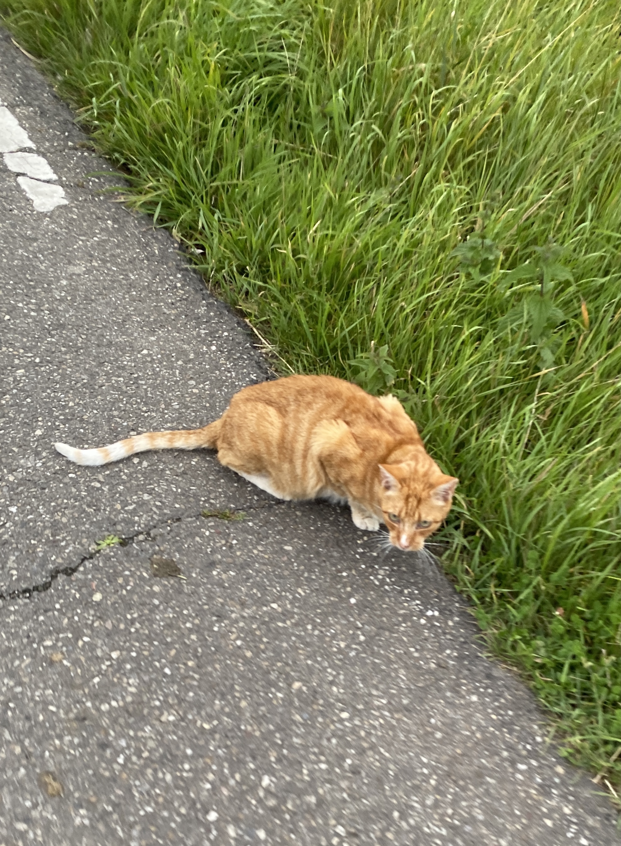 IMG_3342.jpeg