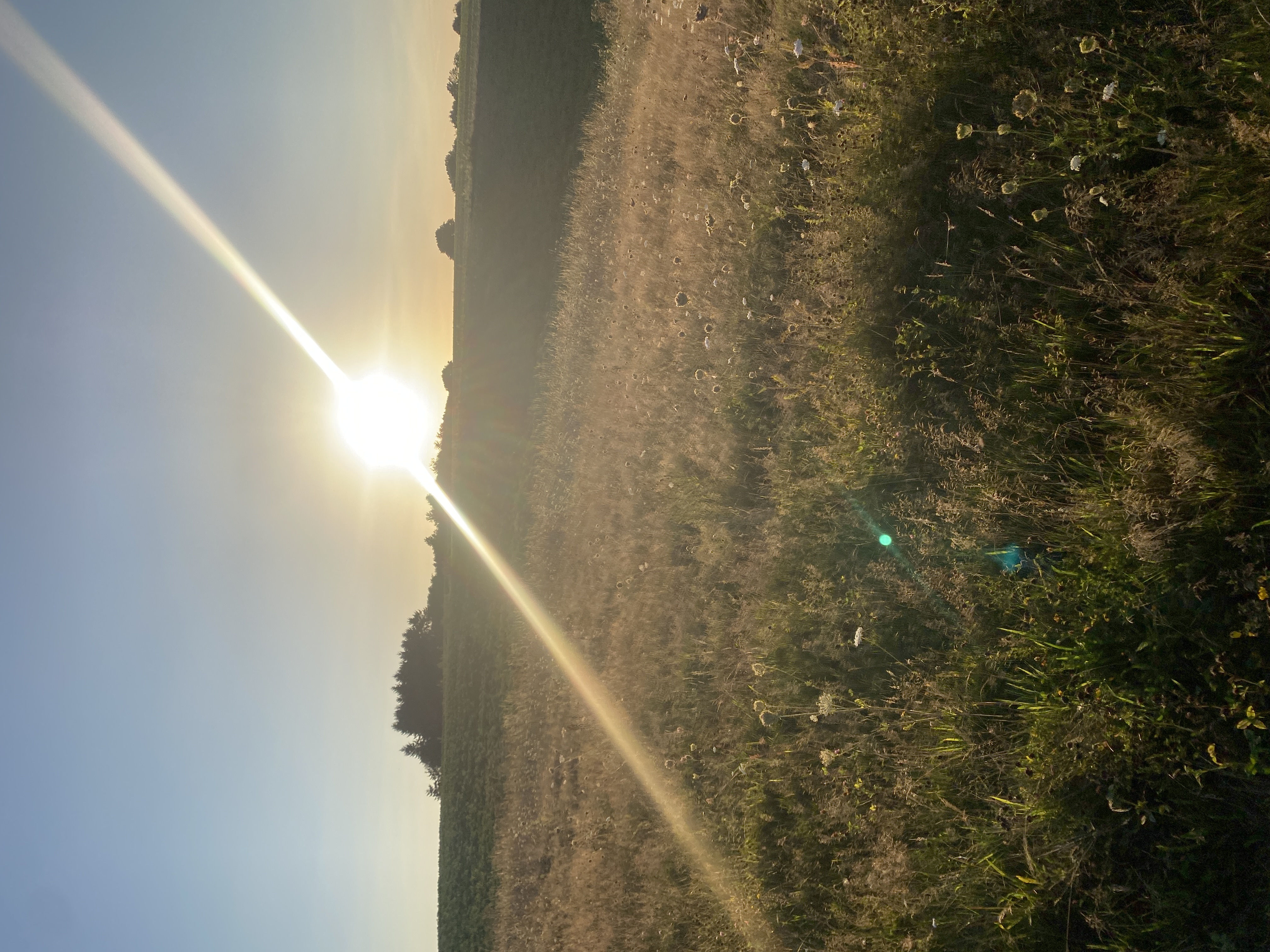 IMG_3492.jpeg