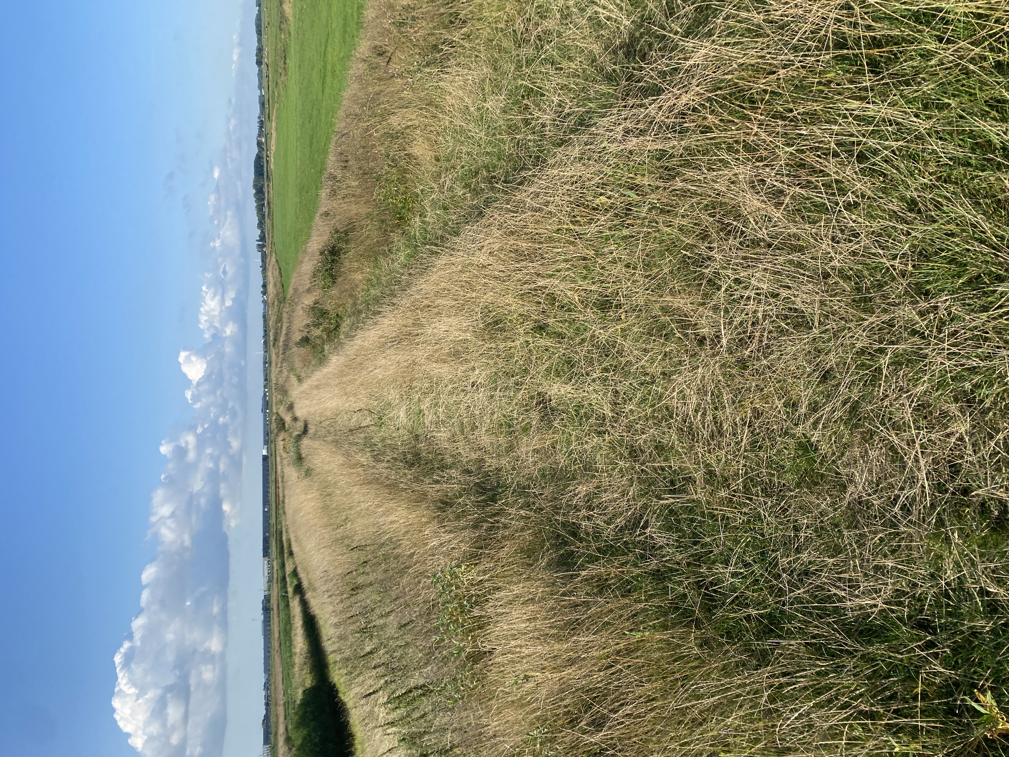 IMG_3131.jpeg