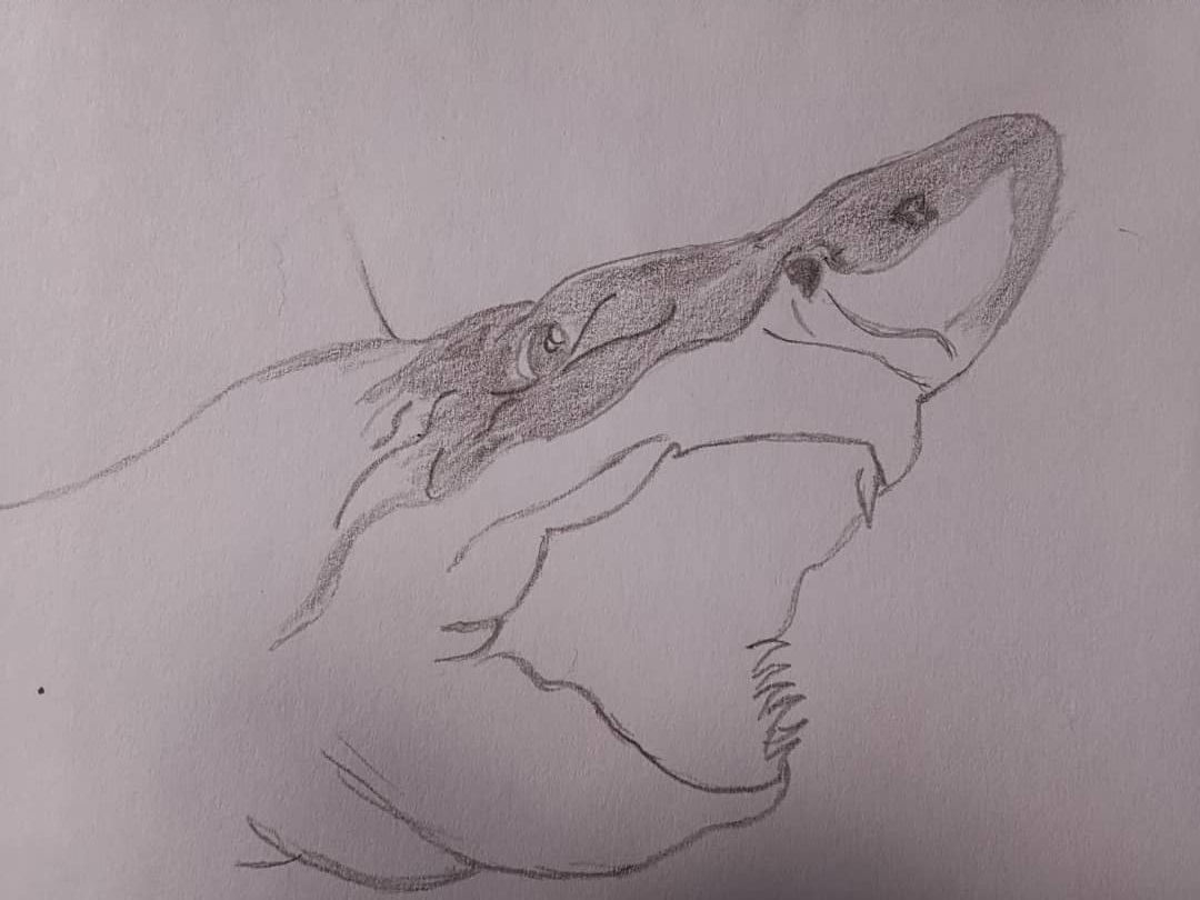 shark%204.jpg