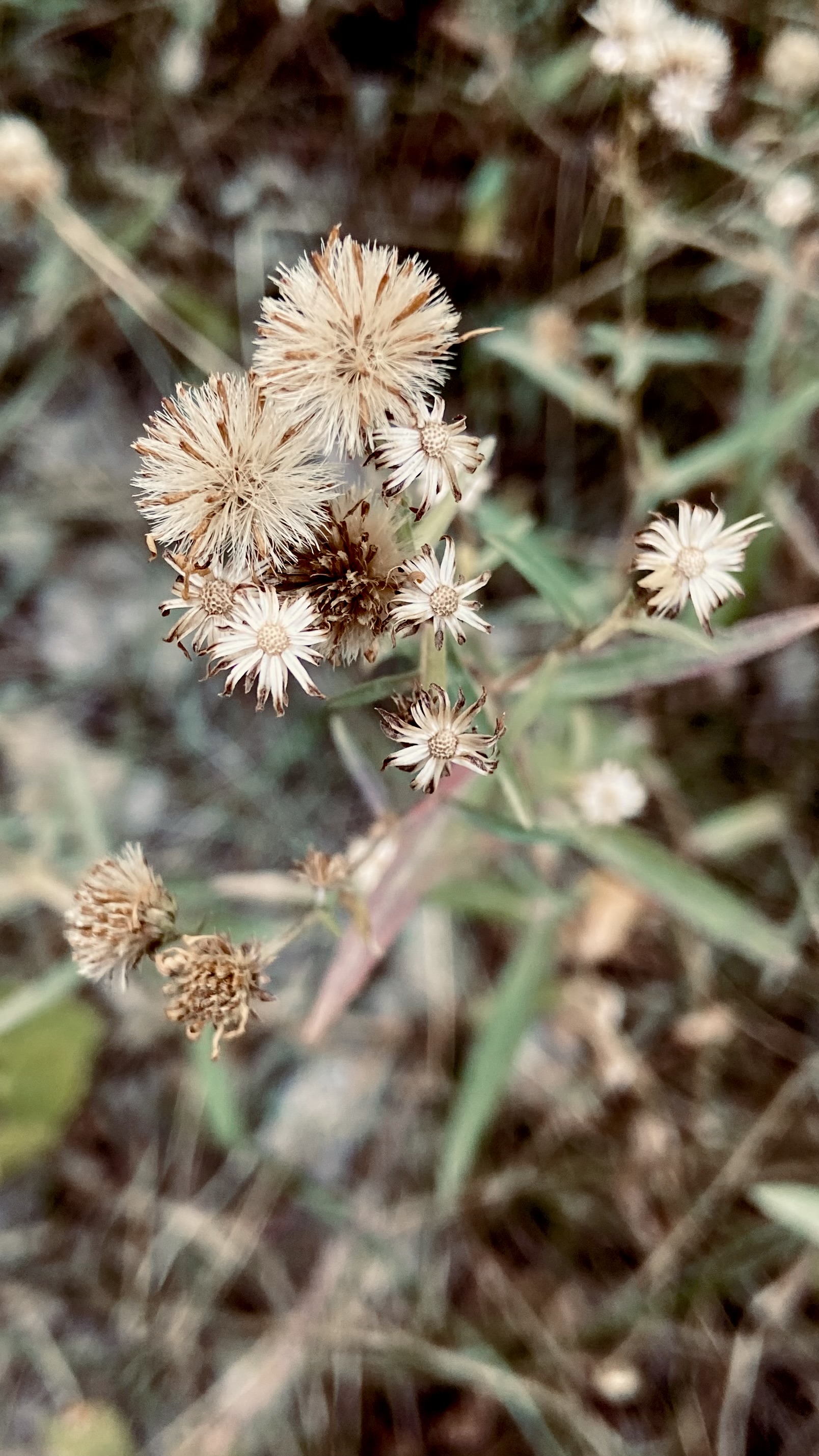 IMG_0143.jpeg