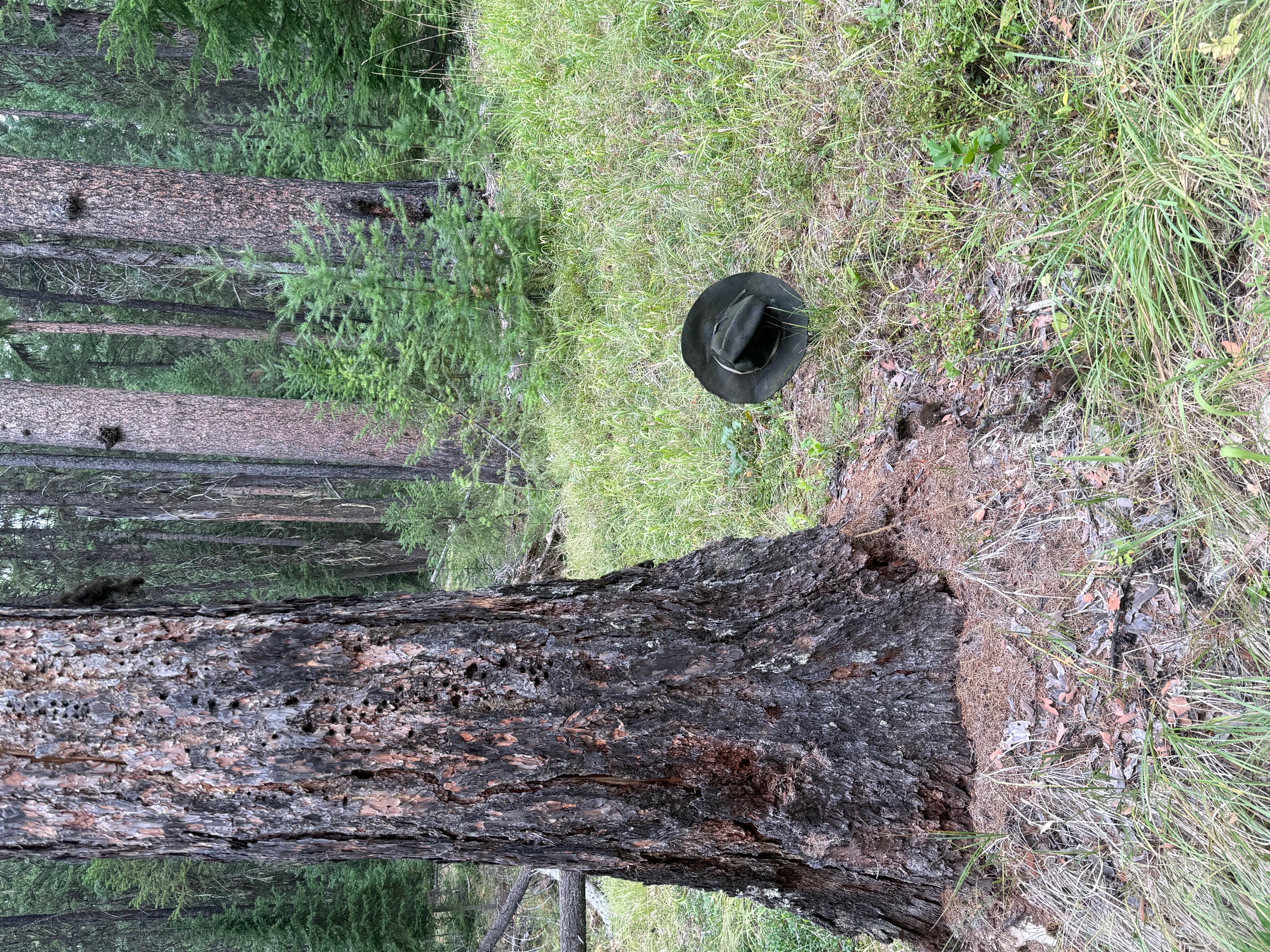 IMG_6354.jpg
