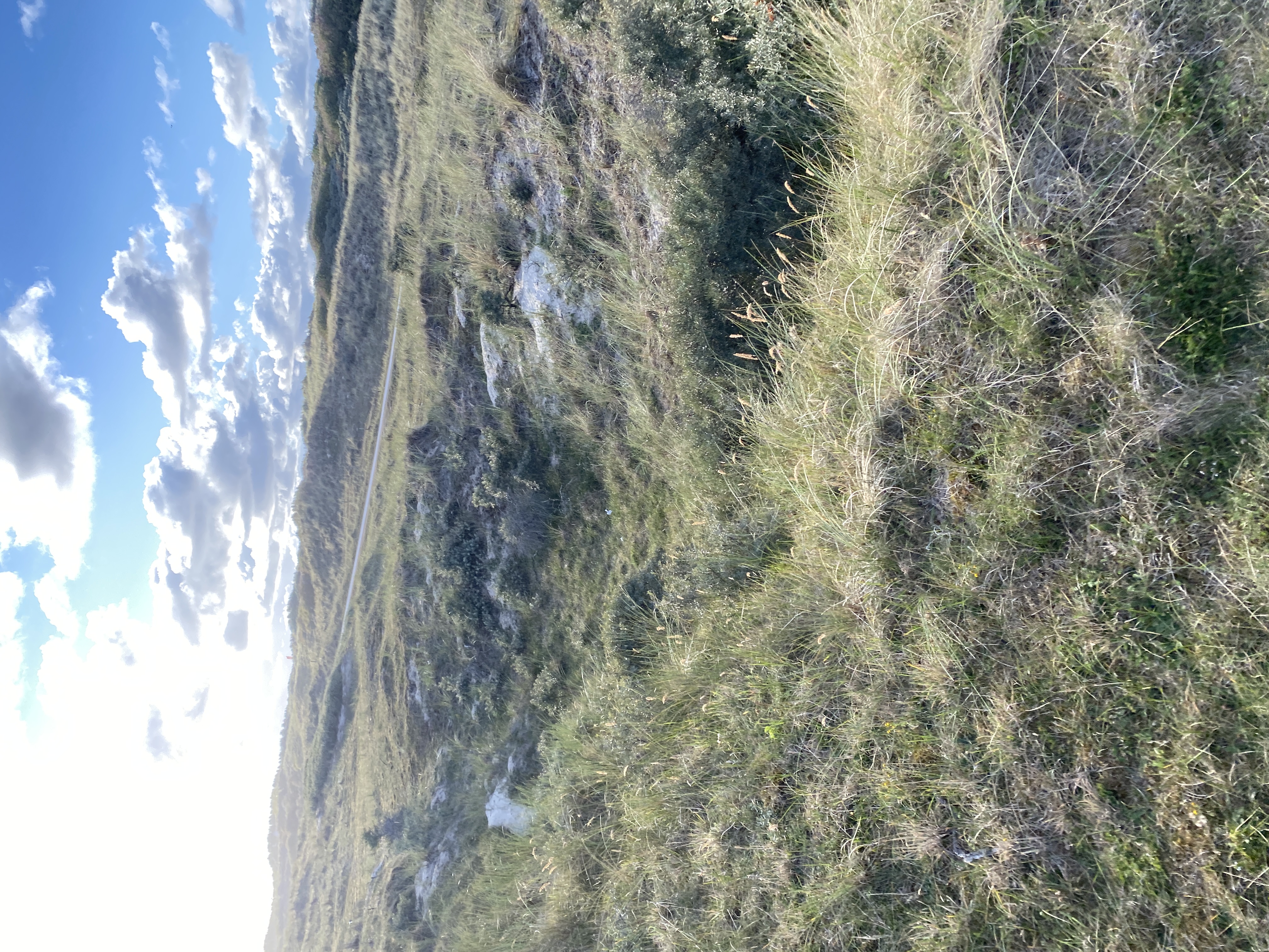 IMG_4401.jpeg