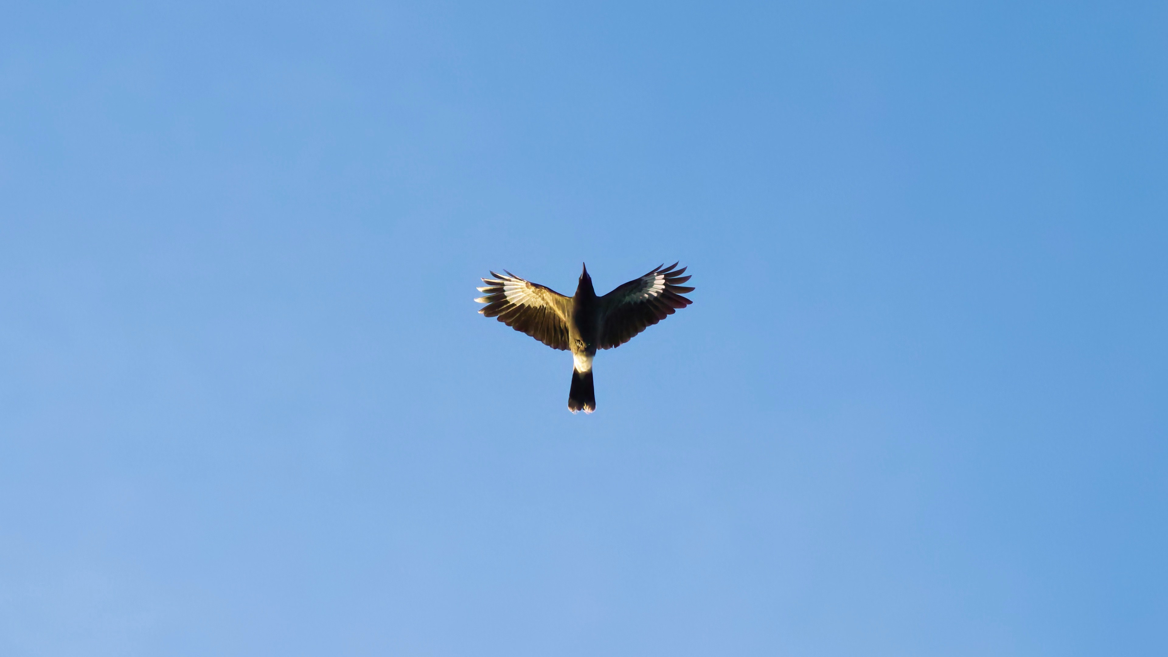 IMG_0588.jpeg