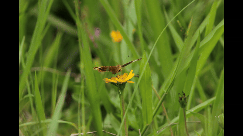 Mariposa.gif