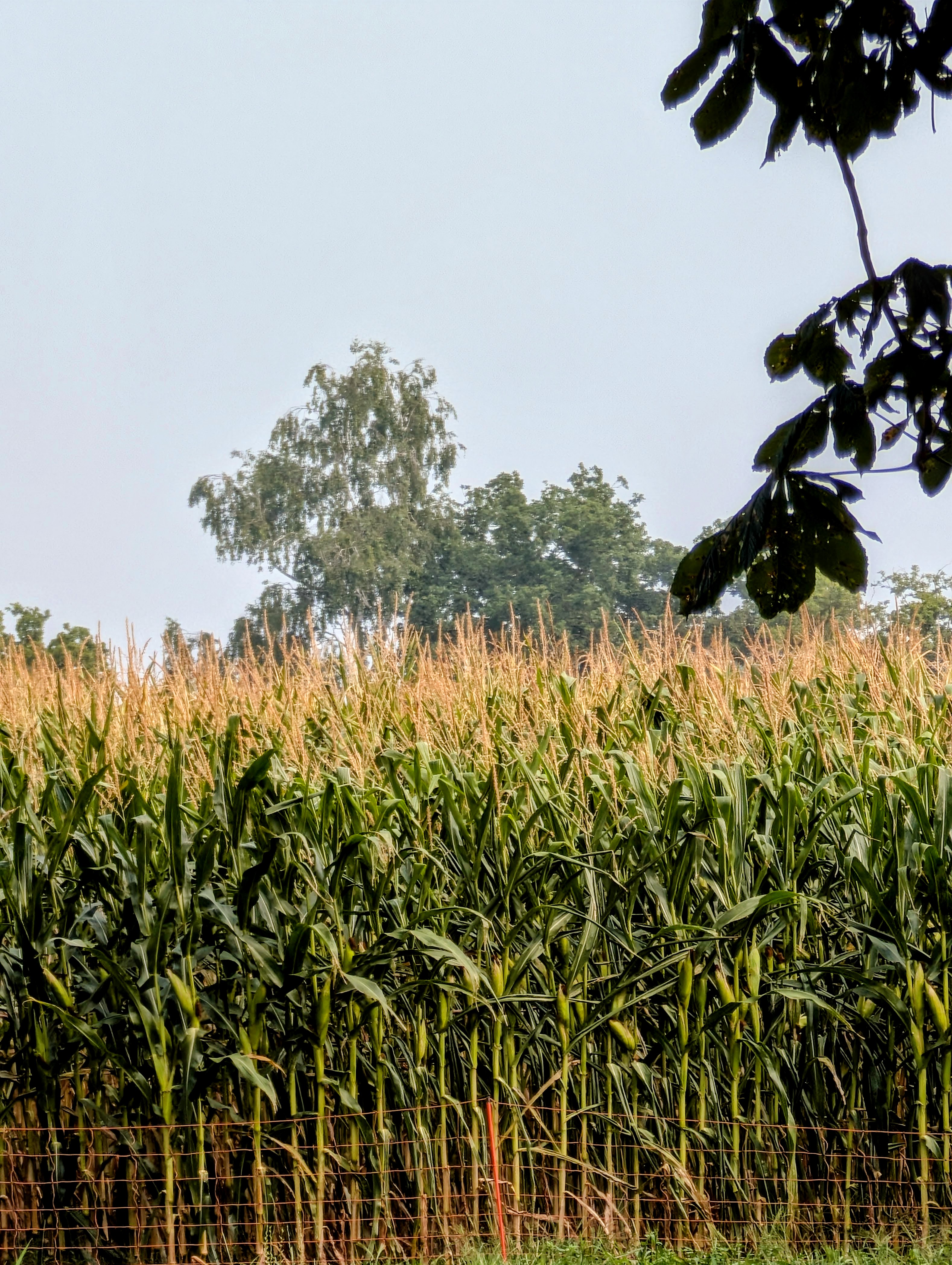 PXL_20250814_082419748-EDIT.jpg