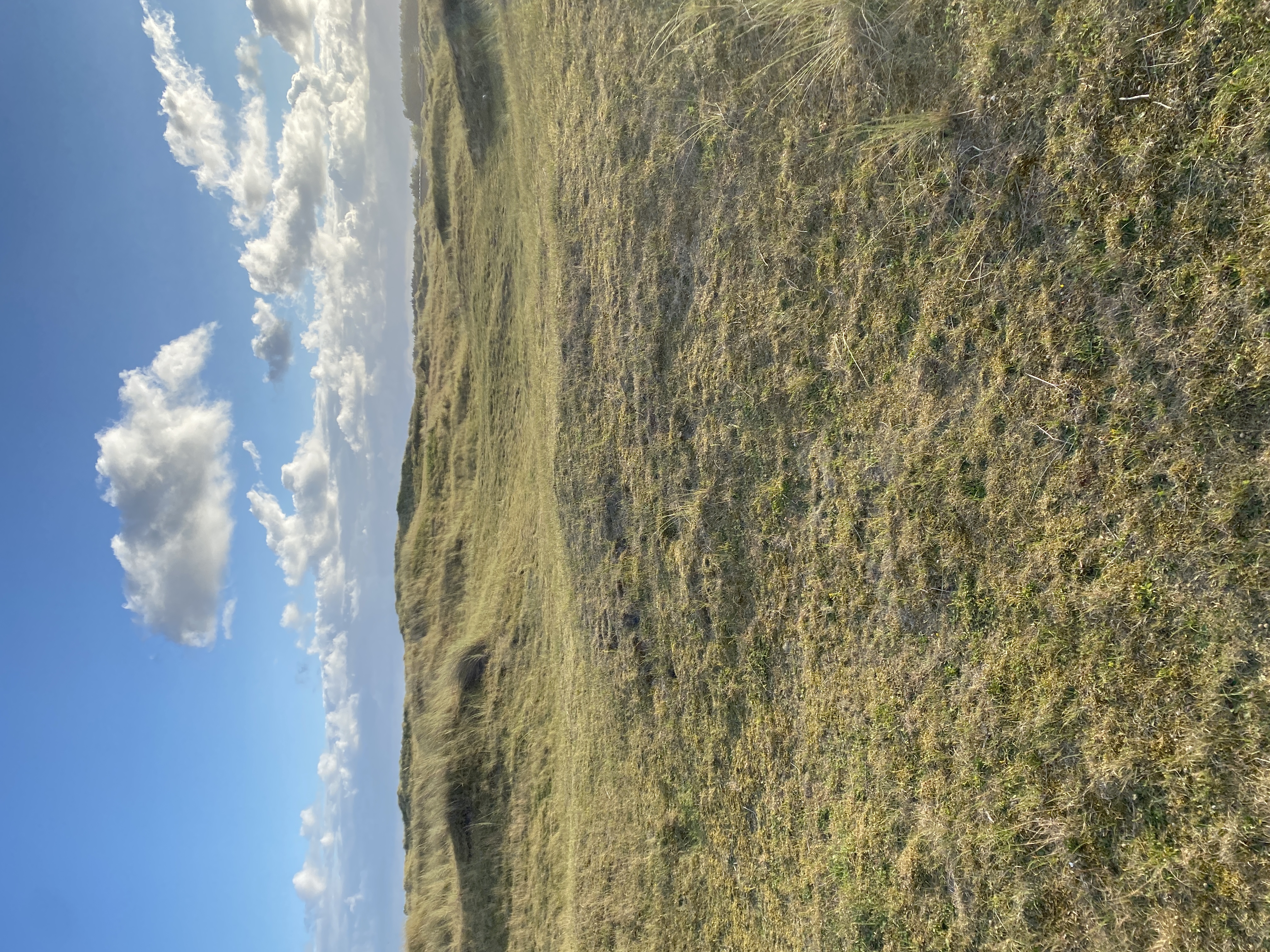 IMG_4397.jpeg