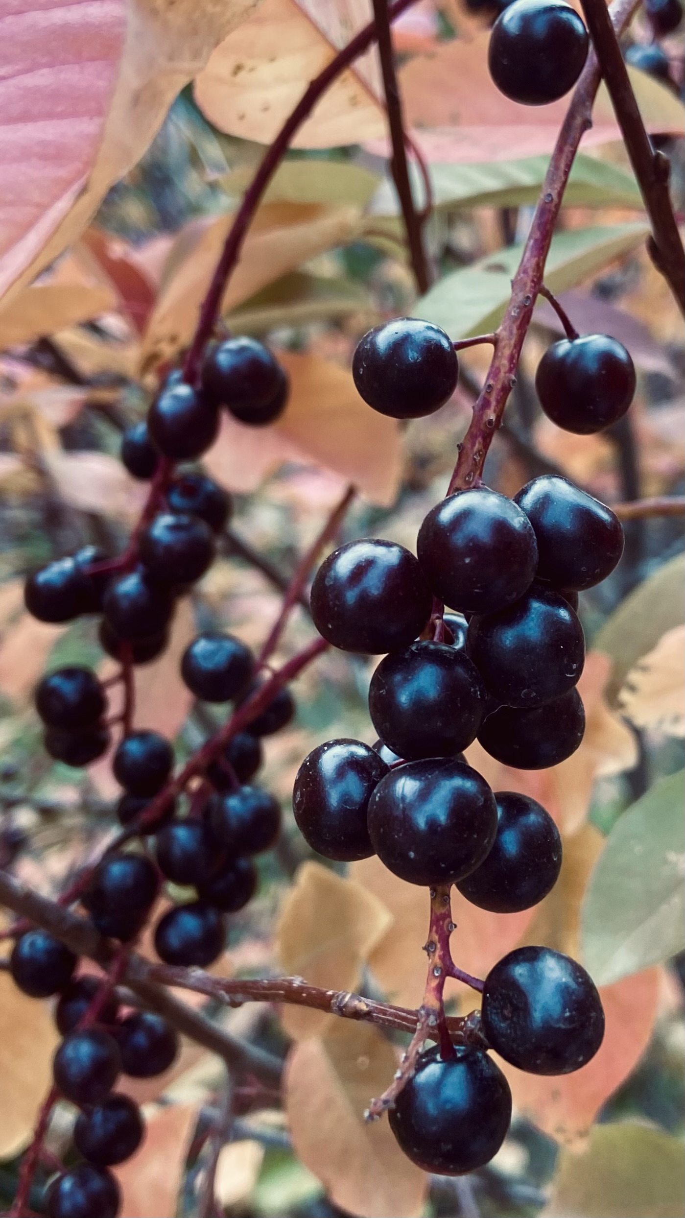 IMG_0172.jpeg