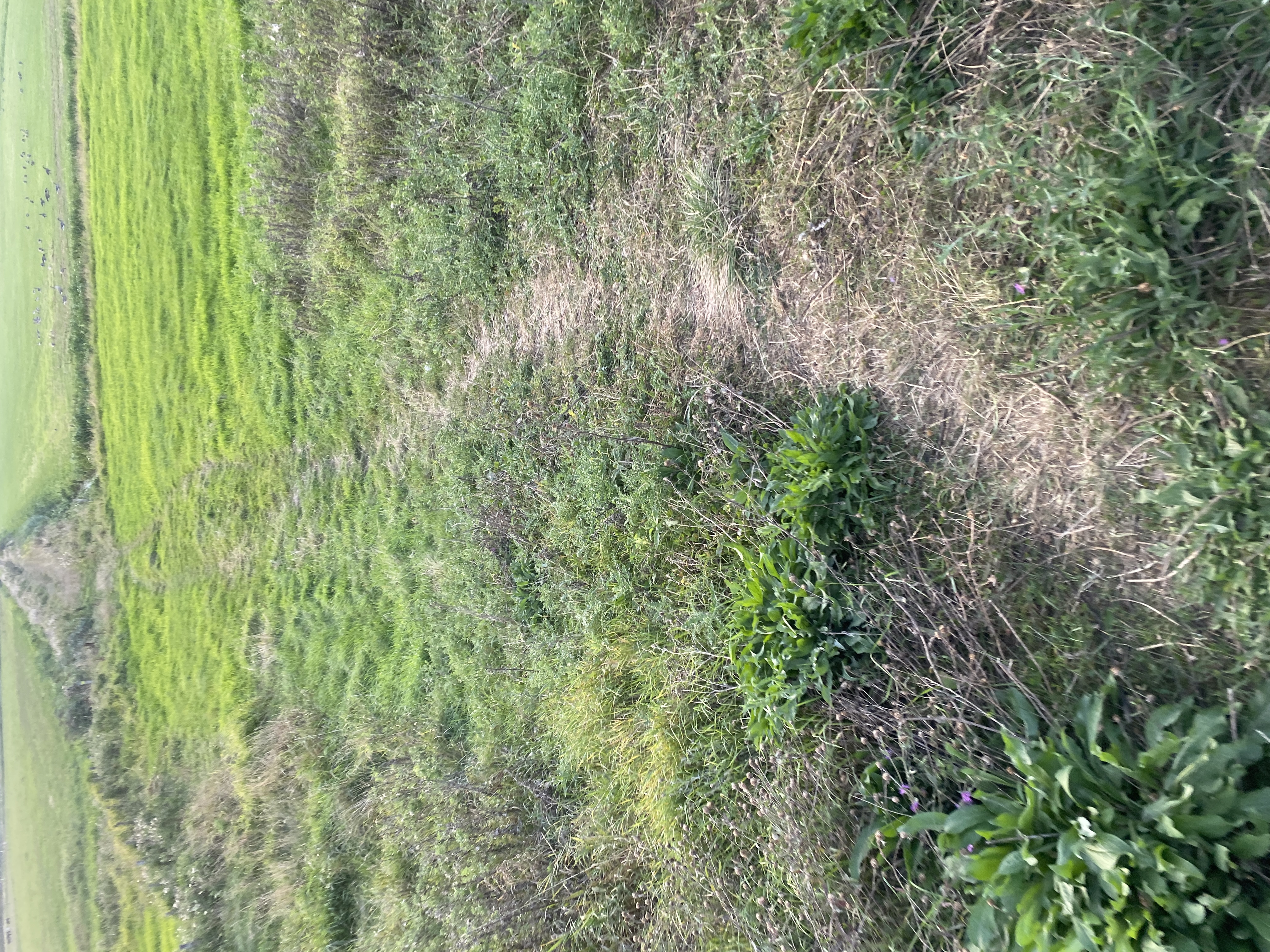 IMG_4137.jpeg