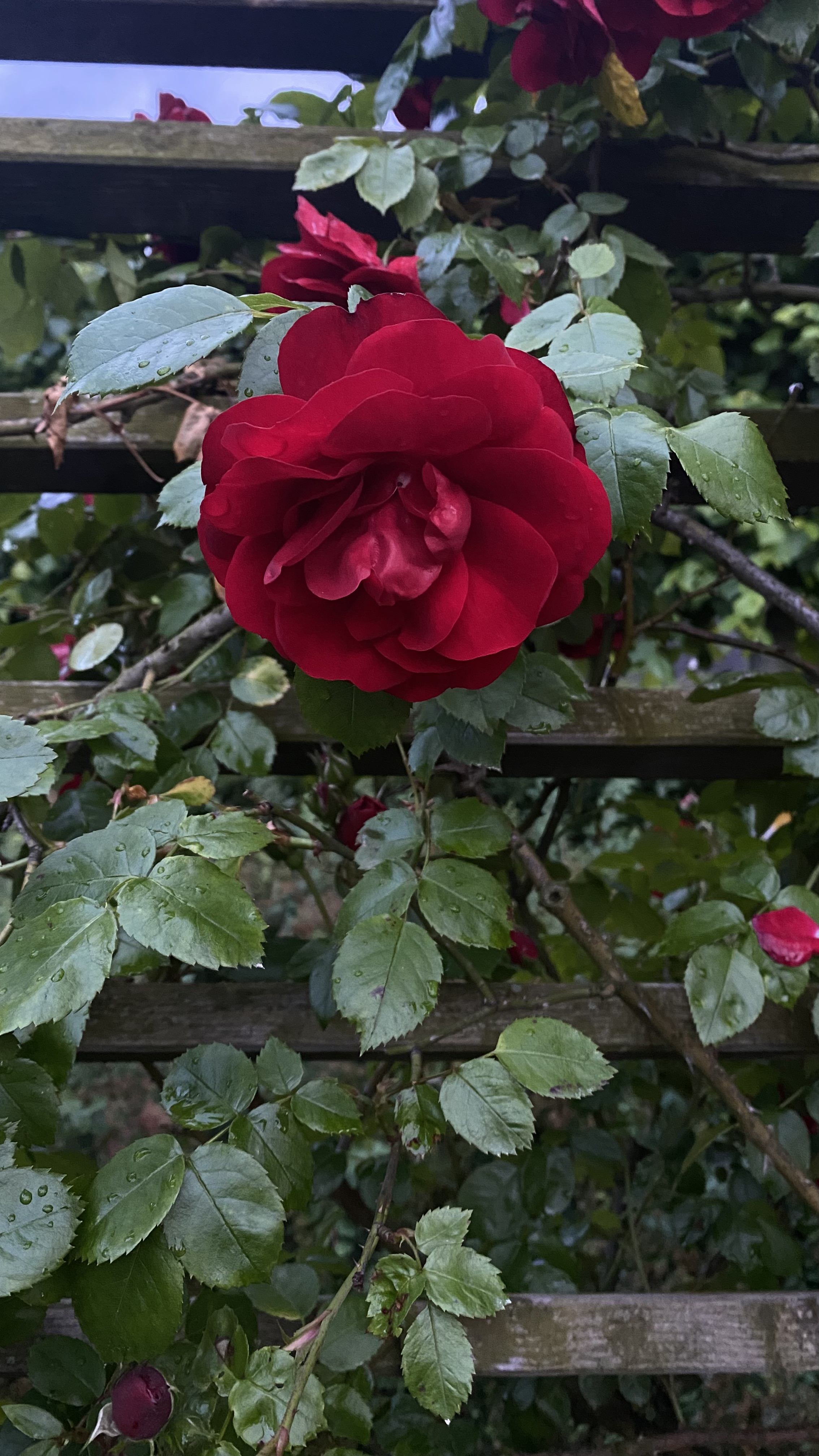 IMG_3039.jpeg