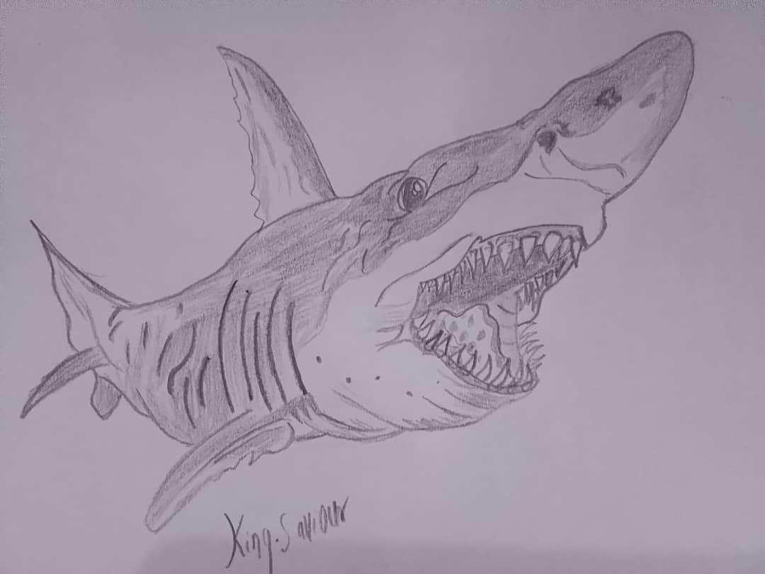 shark%205.jpg