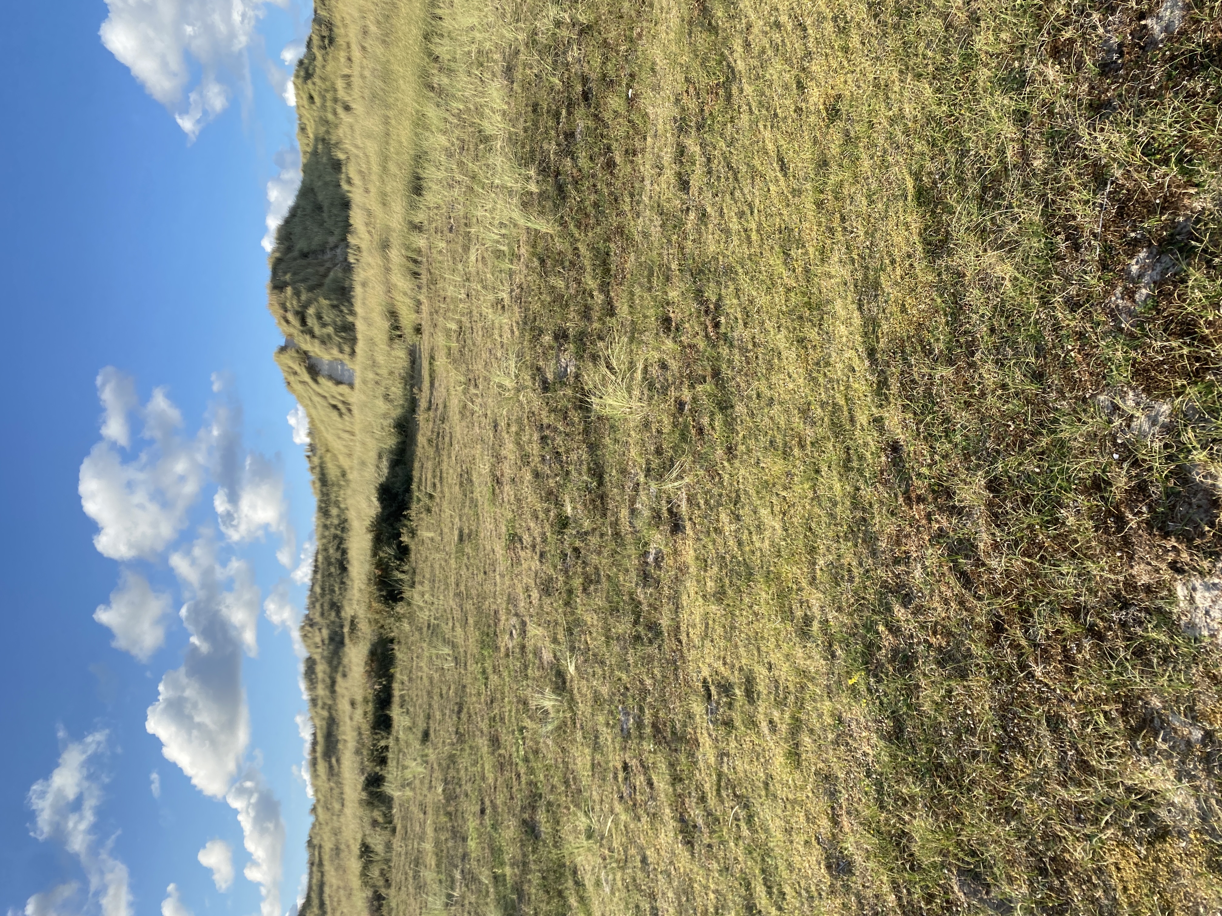 IMG_4392.jpeg