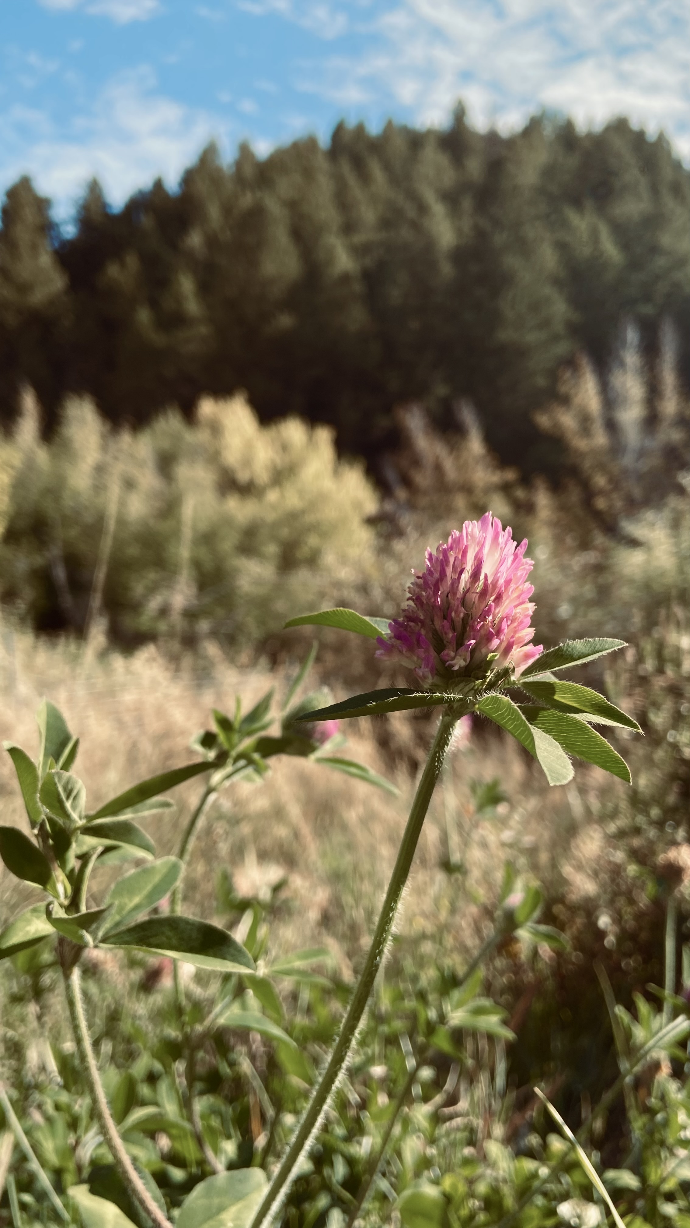 IMG_0059.jpeg