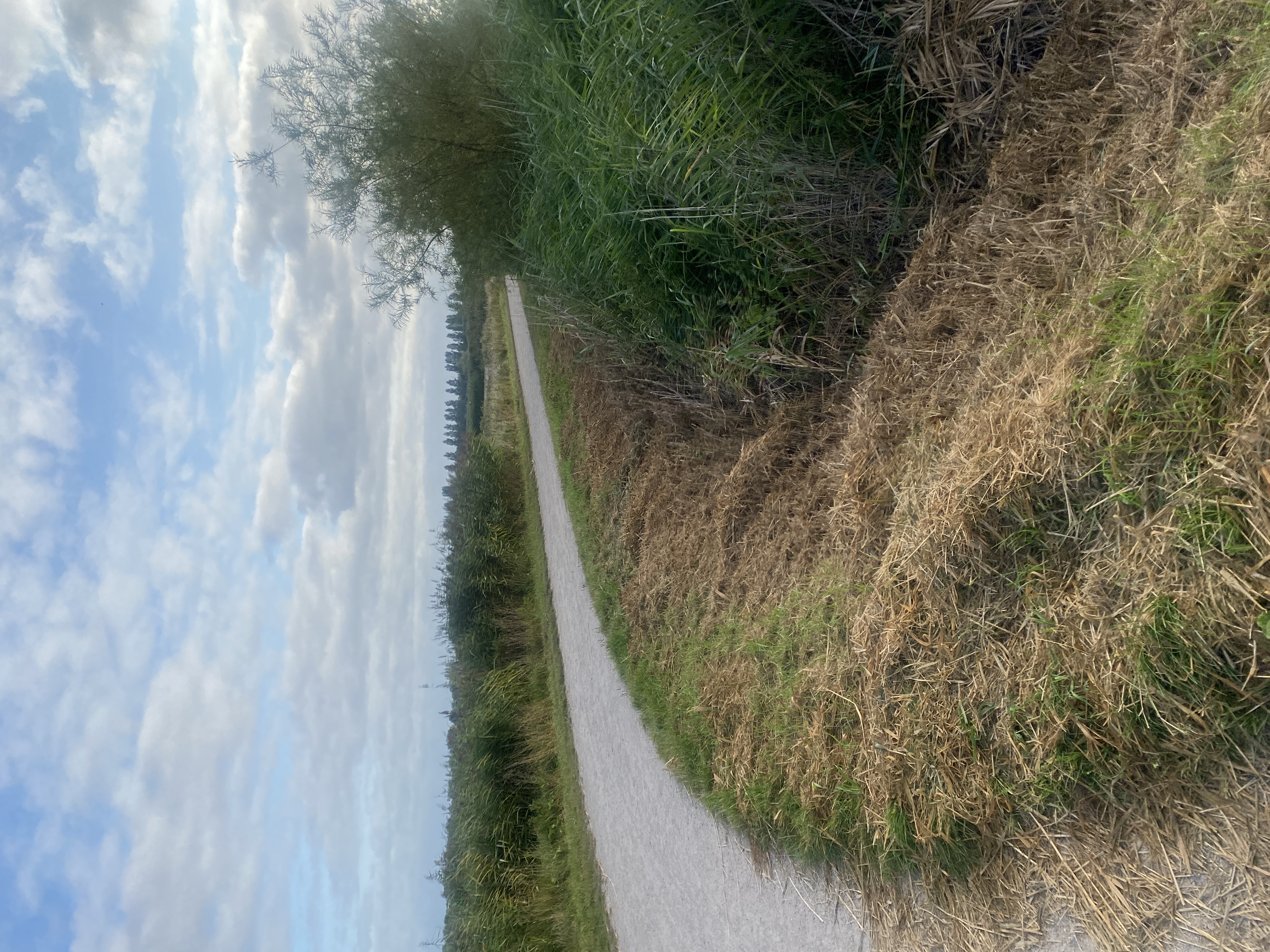 IMG_3884.jpeg