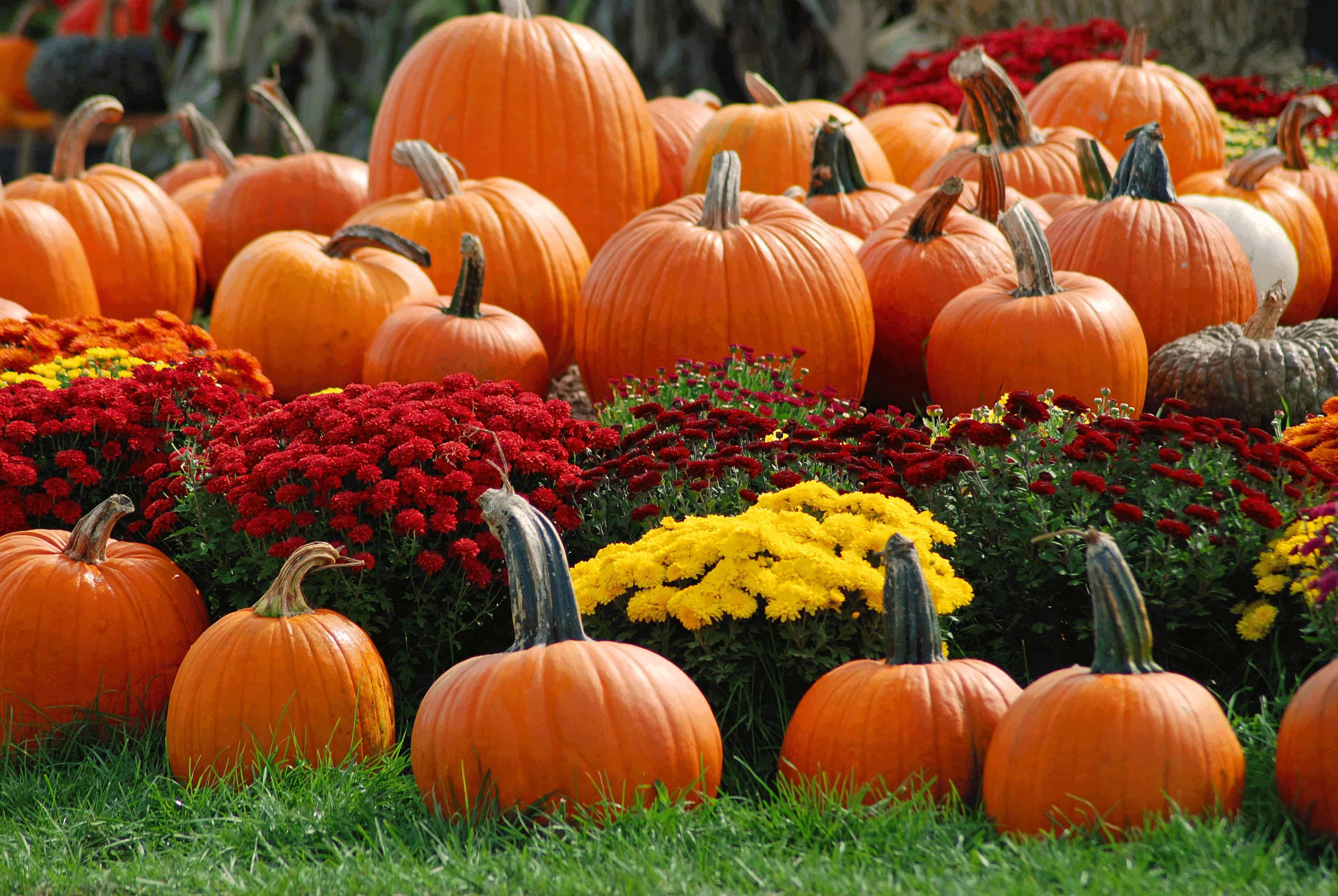 Pumpkin-patch-wallpaper-background-images-hd-wallpapers-4071999649.jpg