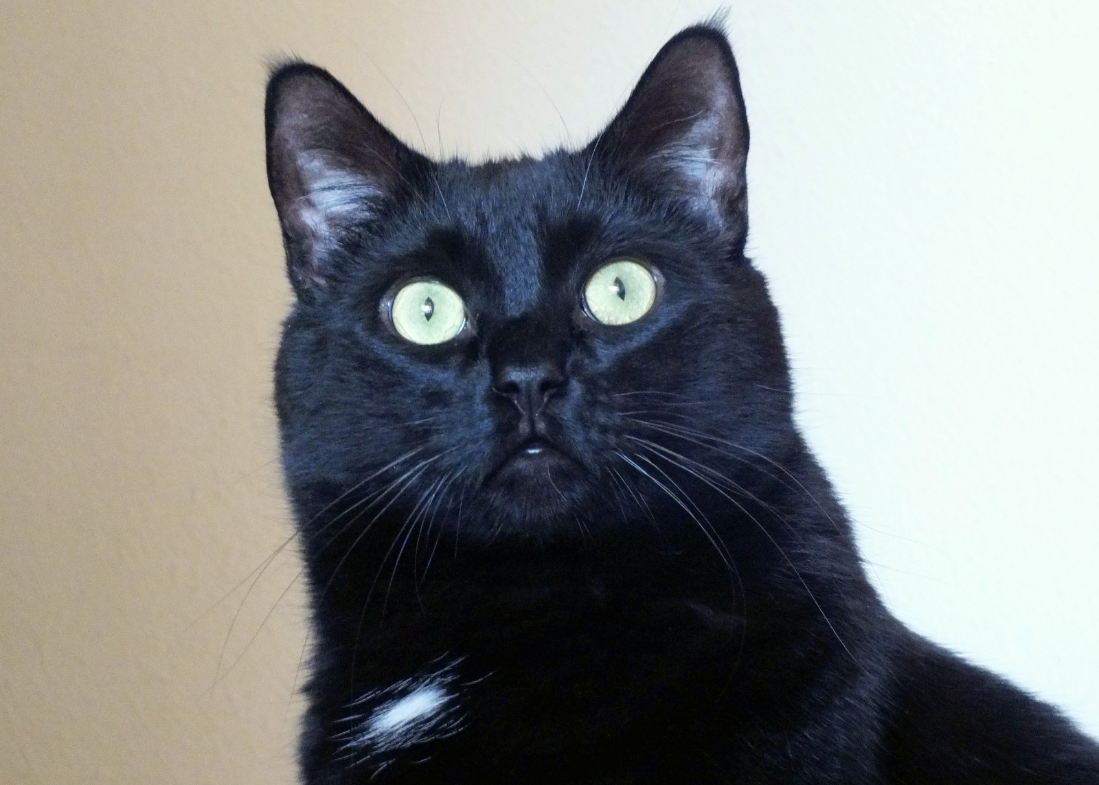 CC-L-0007-Alert.jpg