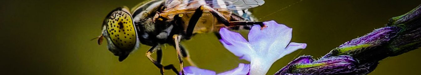 alexa-macro's cover