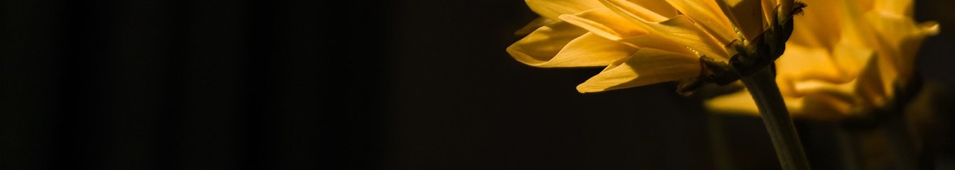 alwaysonyi's cover
