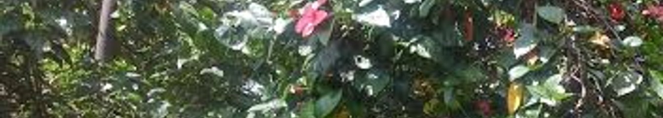 amadoyligi's cover