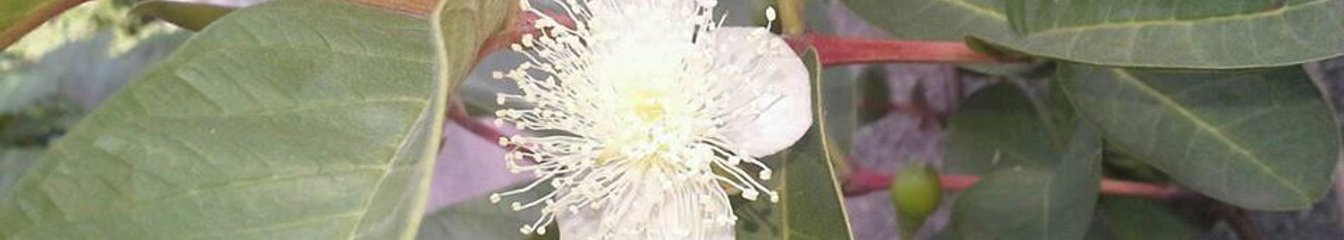 amazingnature's cover