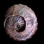 ammonite