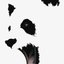 bbypanda4