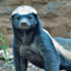 beastiq