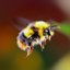bombus