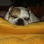 bulldog-joy