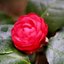 camelia28
