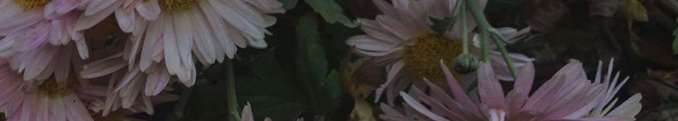 cbesy's cover