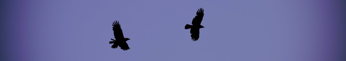 corvidae's cover