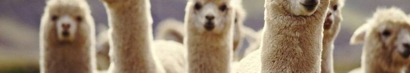 cryptollama's cover