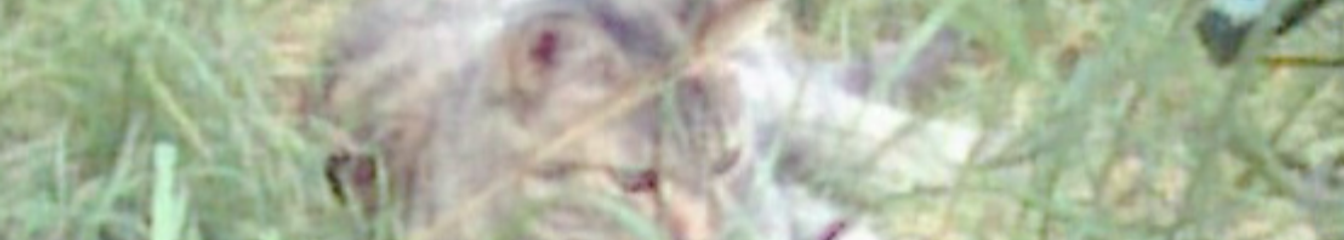 david777111's cover