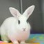 elpanarabbit