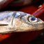 engr-anchovy