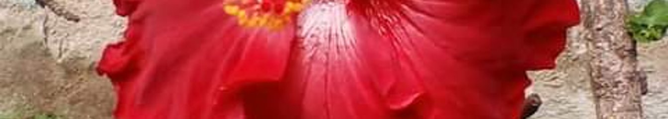 evev's cover
