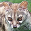 genet