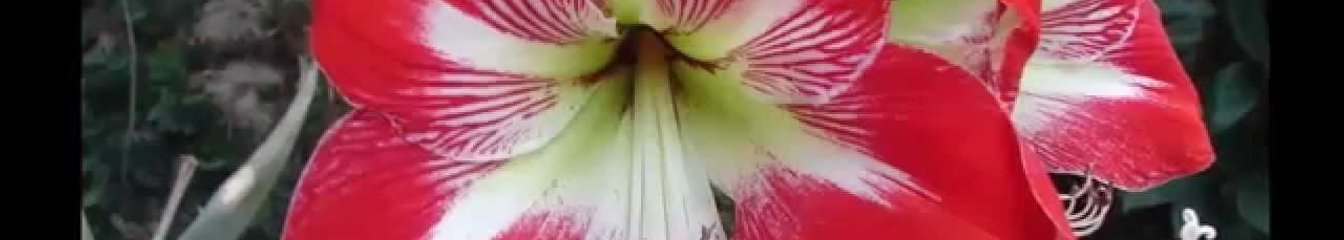 gertu's cover