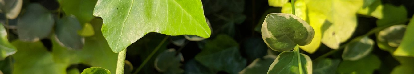 green77's cover