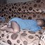hadji