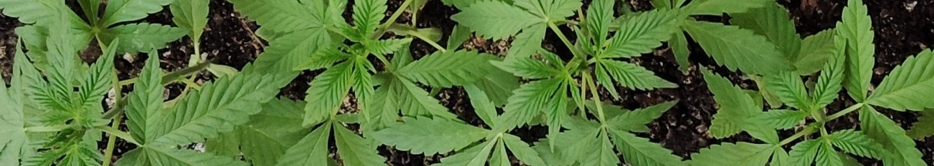 happyfrog420-new's cover