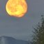 harvestmoon299