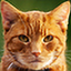 heartlion6