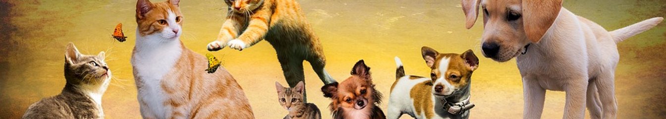 kittycool's cover