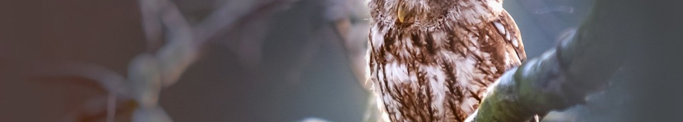 lions-pl's cover
