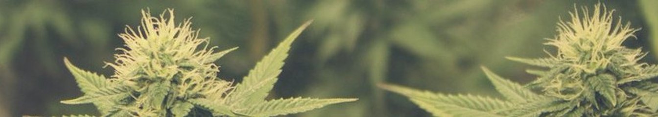 marihuana's cover