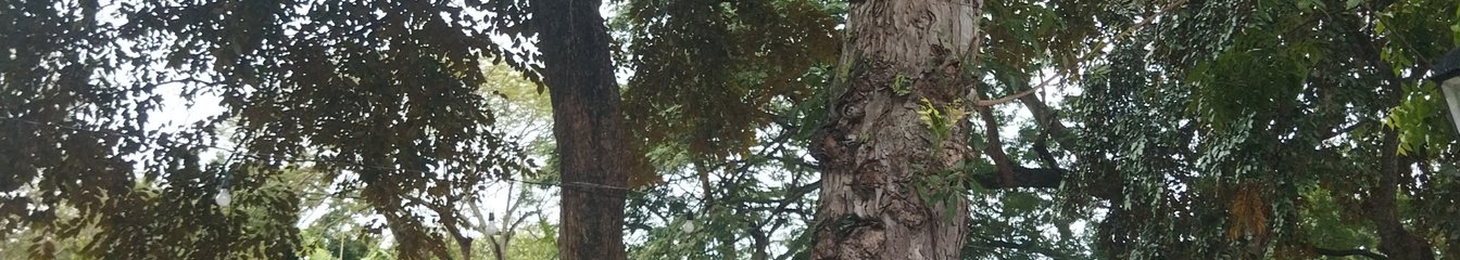 miyasomi's cover
