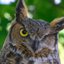 owls-eye