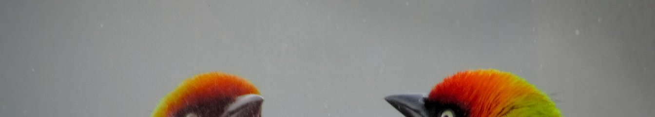 protokkol's cover